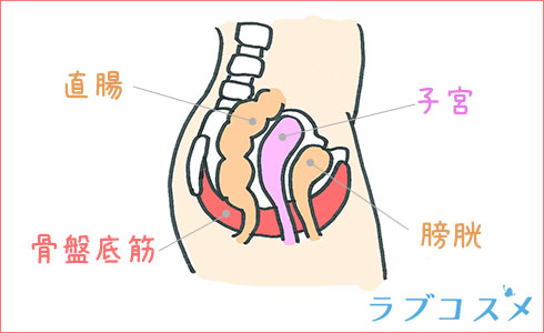 骨盤底筋の位置