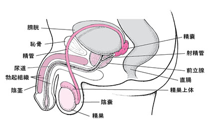 男性器