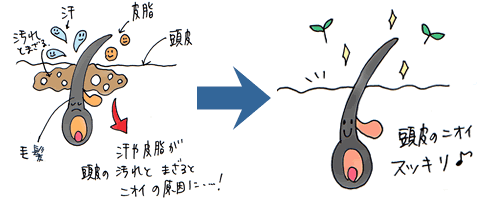 頭皮の図 ジャムウ・スカルプクレンザー