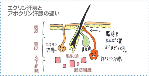 ワキ汗の図ジャムウ・ハーバルロール