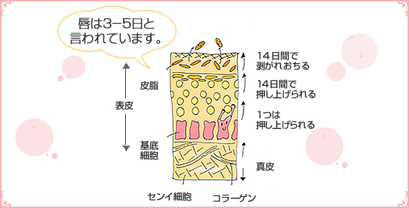 唇のターンオーバー