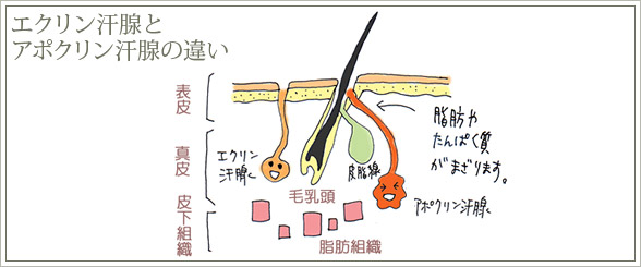 汗腺イラスト