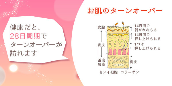 お肌のターンオーバー