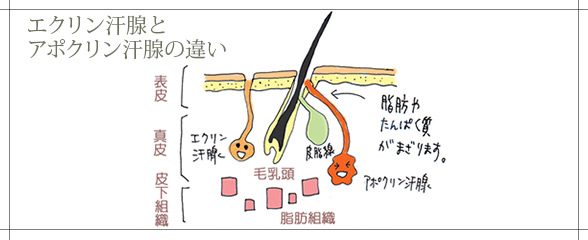 汗腺イラスト