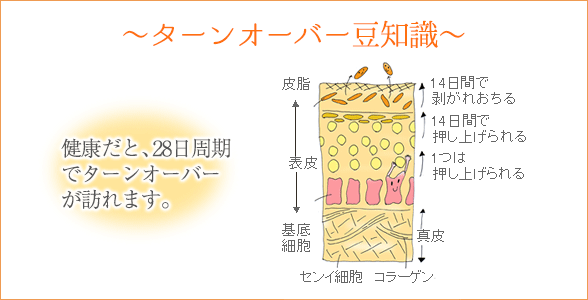 ボディ消しゴム 角質の図解