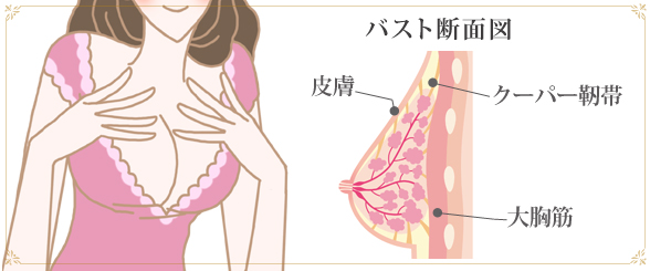 バストの構図、断面図