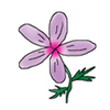 GERANIUM