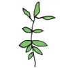 POLYGONUM AVICULARE