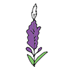 LUPINUS