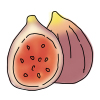 FICUS CARICA